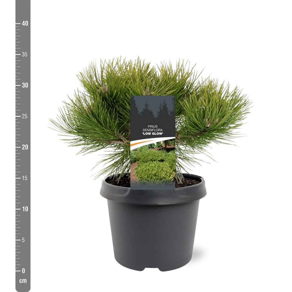 Japansk svarttall – Pinus densiflora 'Low Glow' - C3 25-30 CM